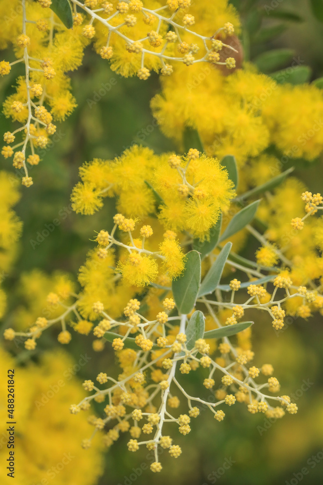 yellow flowers on the tree yellow flowers on the tree