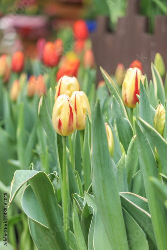 red and yellow tulips