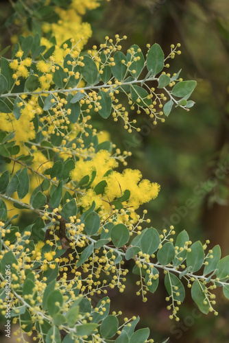 leaves in the garden