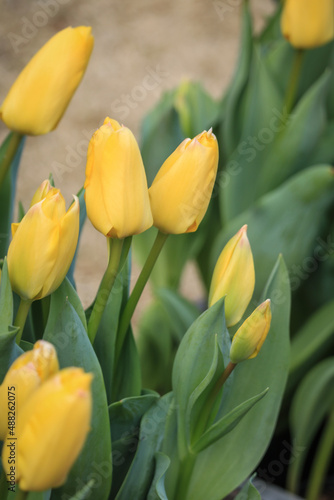 yellow tulips in the garden