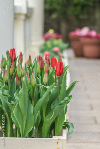 tulips in a garden