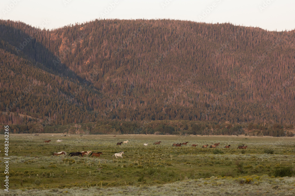 Fototapeta premium Wild Horses