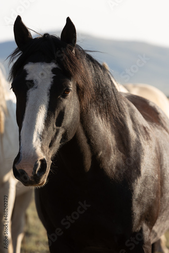 Wild Horses