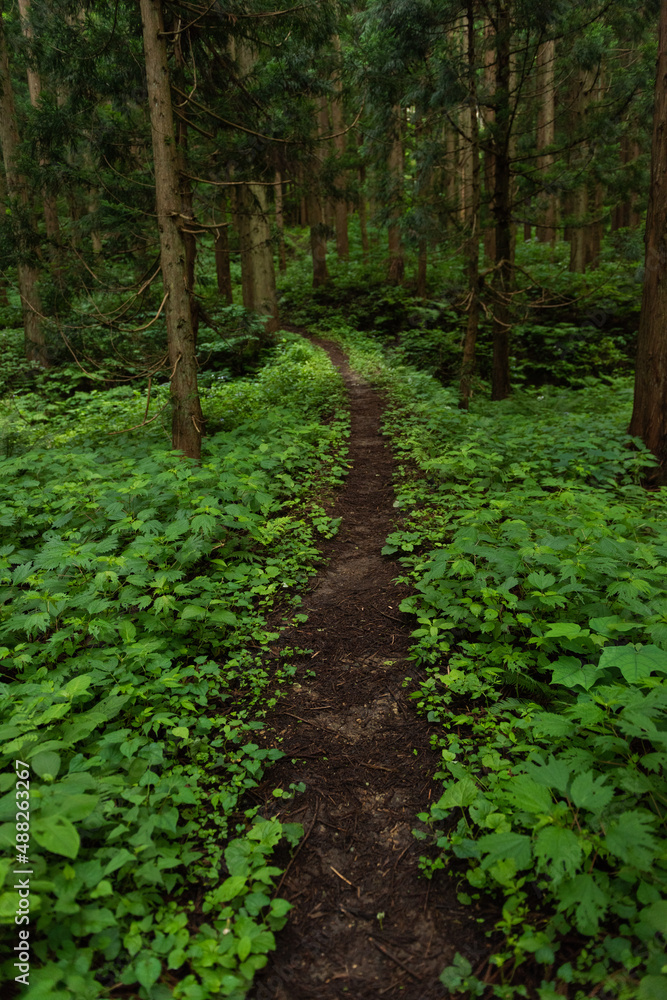 山道