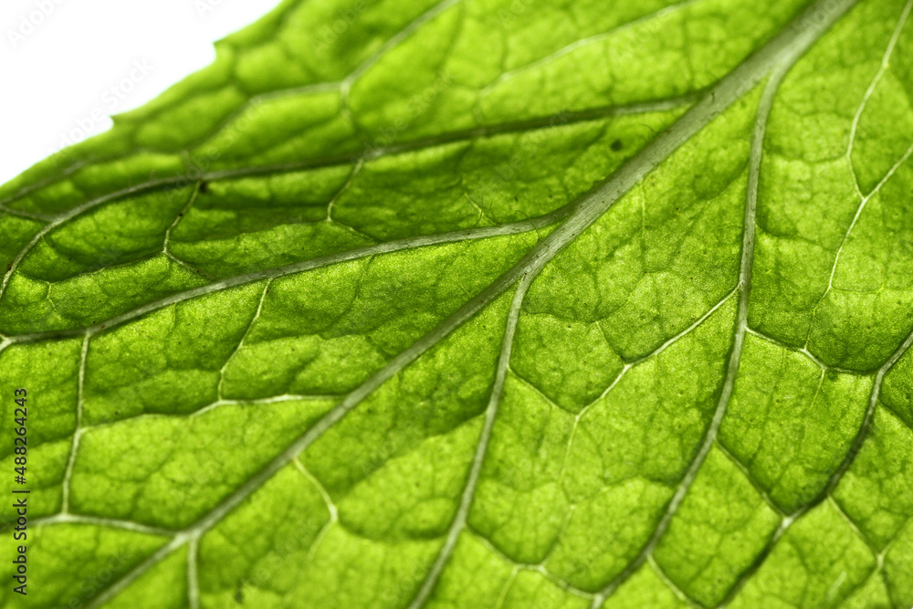 Macro shot of broccoli leaf texture Macro shot of broccoli leaf texture