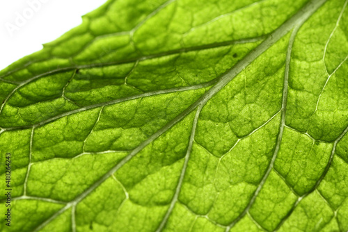 Macro shot of broccoli leaf texture