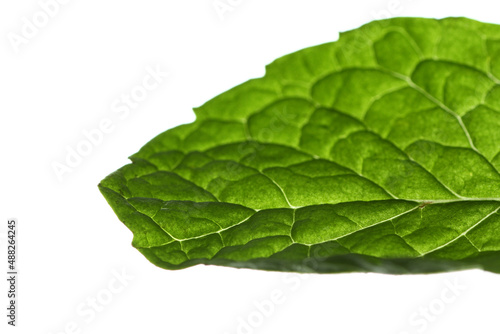 Macro shot of broccoli leaf texture