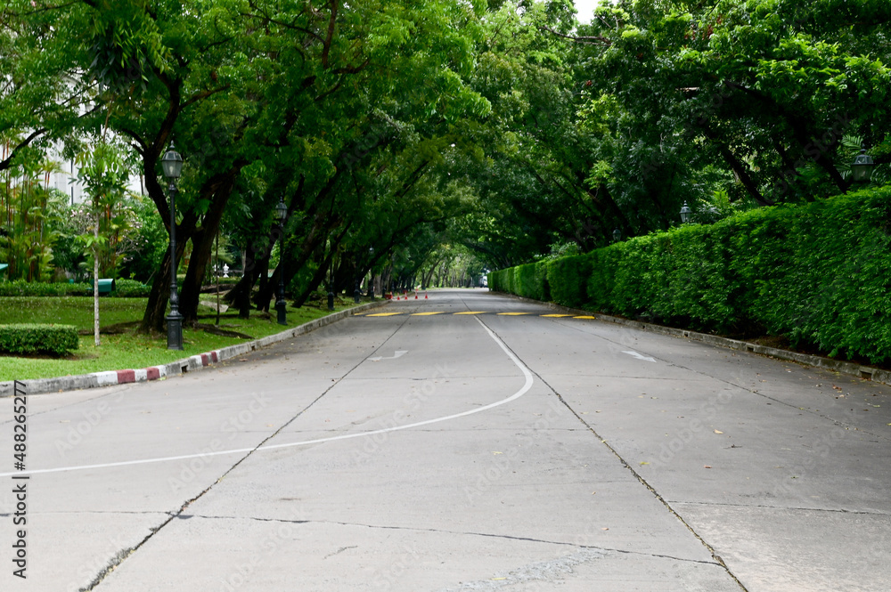 Closeup of Beautiful Green Tunnel of Trees with cement stairs on a concrete road at Bangkok, Thailand.