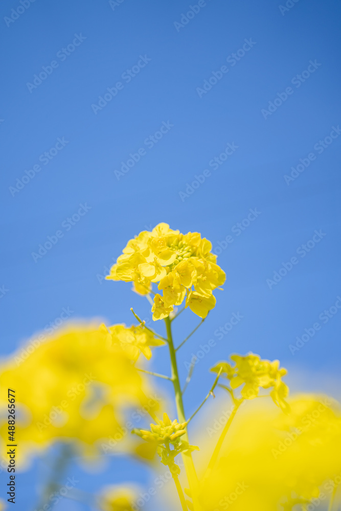 Obraz premium 青空と菜の花
