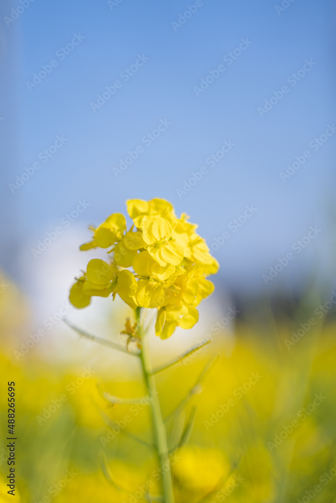 Obraz premium 青空と菜の花
