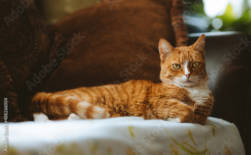 A red tabby cat lounges on a sofa.