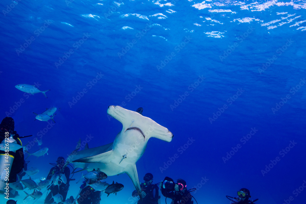 Fototapeta premium A hammerhead shark swimming toward the surface 