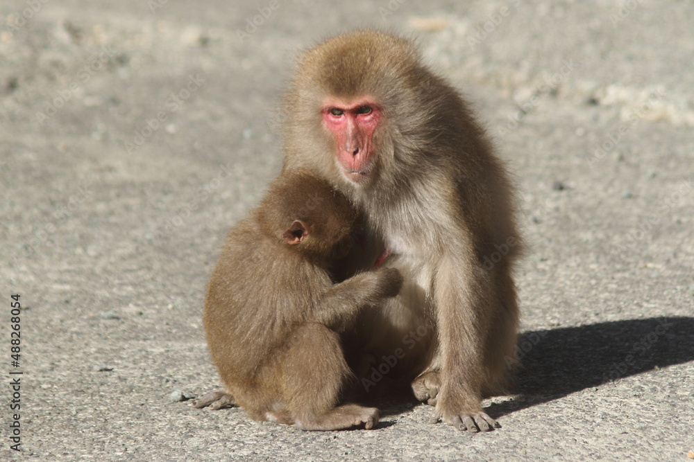 Wild Mother Japanese monkey (Snow monkey) is holding a baby monkey in her arms. Wild Mother Japanese monkey (Snow monkey) is holding a baby monkey in her arms.