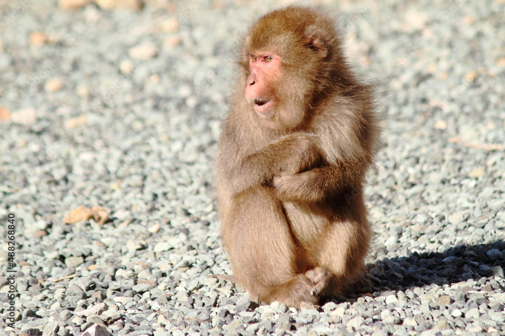 Naklejka premium A portrait of a wild Japanese monkey (snow monkey) on the seaside.