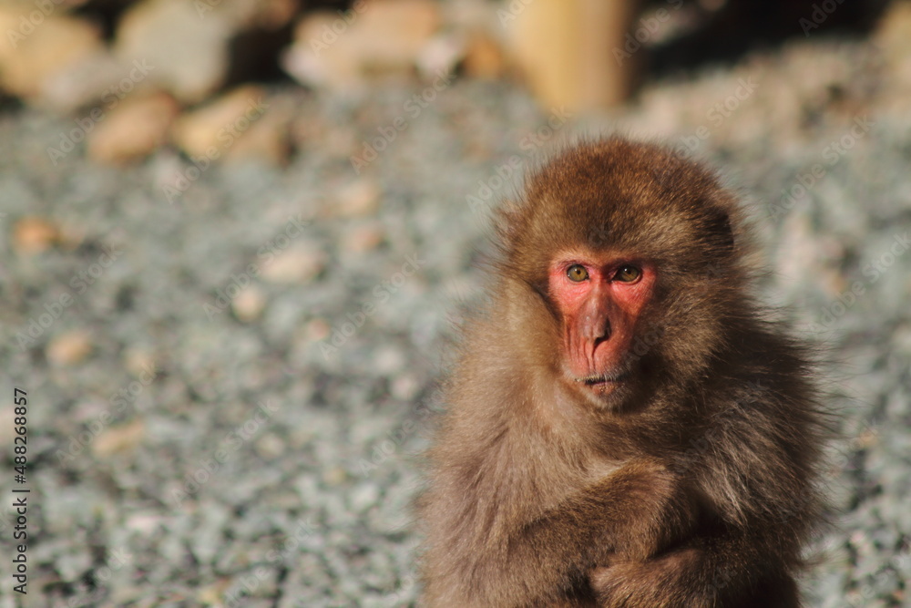 Naklejka premium A portrait of a wild Japanese monkey (snow monkey) on the seaside.
