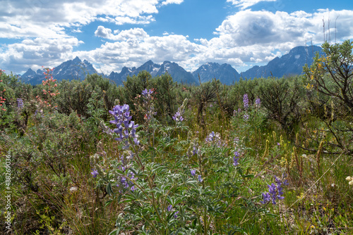 Wildflowers in Grand Teton National Park in Wyoming