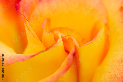 Gorgeous colorful apricot orang rose flowers petal closeup macro photograph. ピンクの縁取りのあるオレンジ色のバラの花のマクロ接写写真。