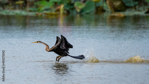 Oriental darter or Snakebird from Bung Boraphet, Thailand photo