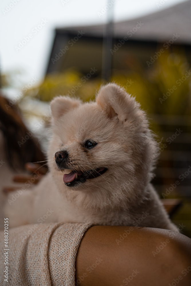 lovely pomeranian dog puppy white and short hair lovely pomeranian dog puppy white and short hair