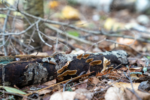 Decaying log on the forest floor, with mushrooms, in selective focus