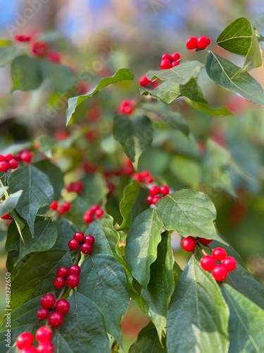 red berries on a bush