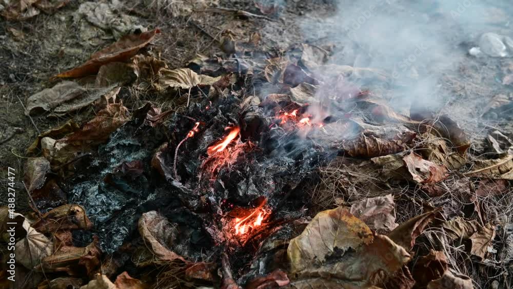 4K Fire of burning dried leaves 4K Fire of burning dried leaves