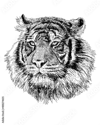 Fototapeta Naklejka Na Ścianę i Meble -  Tiger head hand draw sketch black line on white background vector