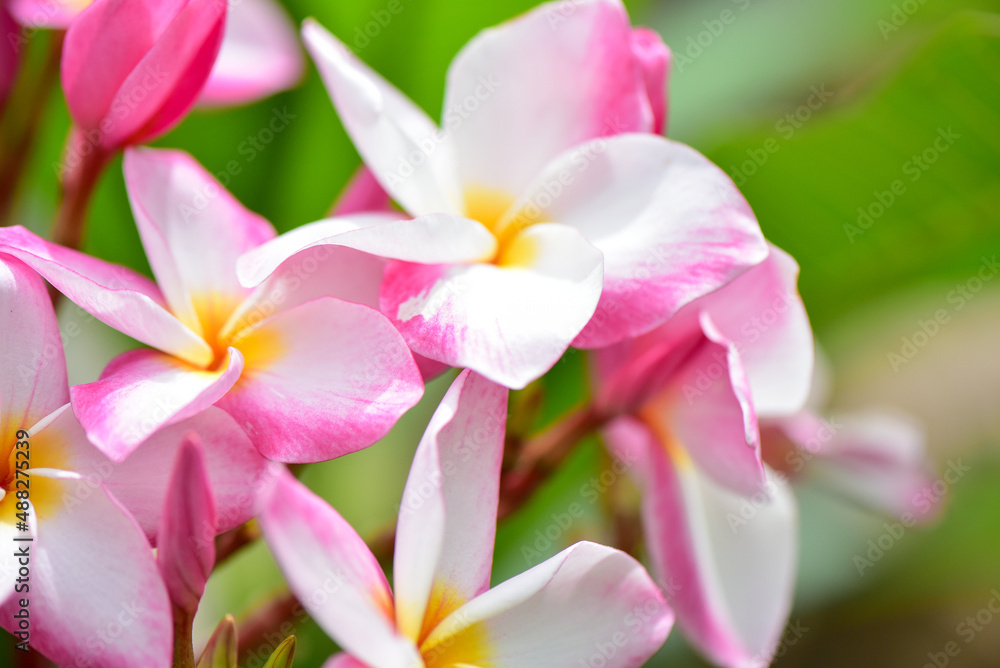 Blur Colorful Frangipani flowers blossom beautiful.