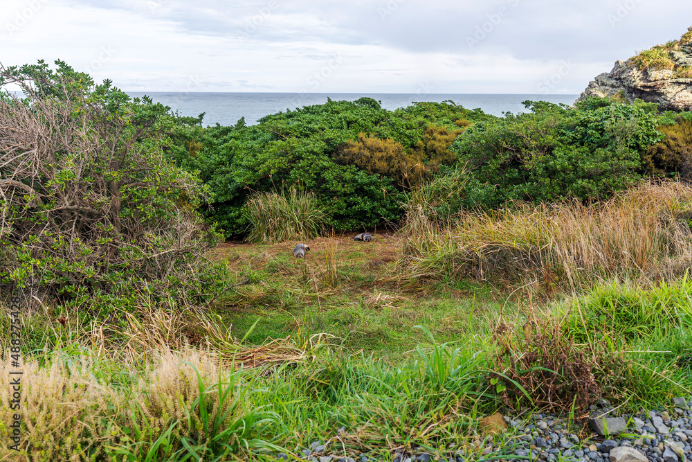 Seals sleeping on Cape Palliser coast, New Zealand