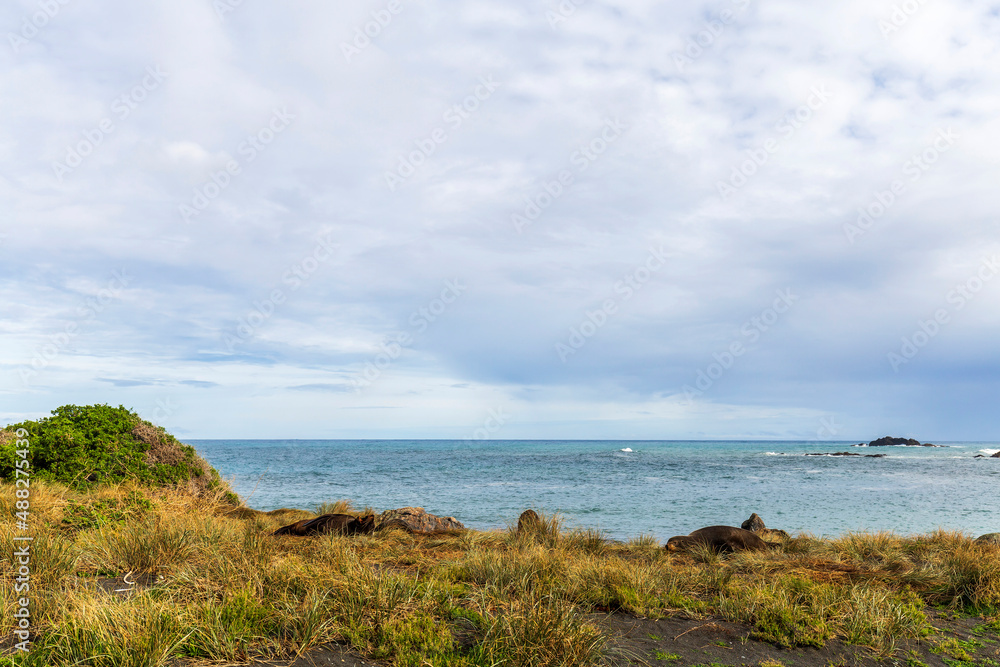 Seals sleeping on Cape Palliser coast, New Zealand Seals sleeping on Cape Palliser coast, New Zealand