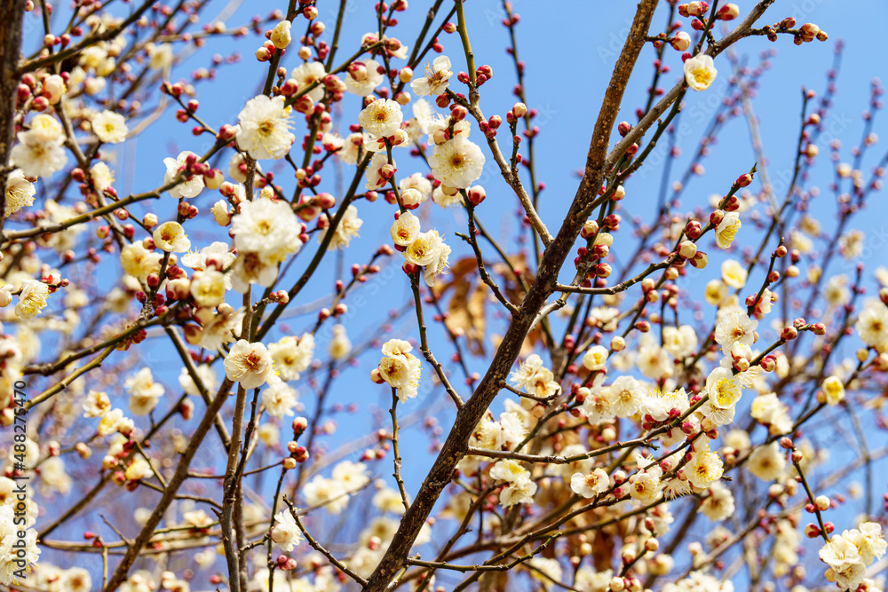 梅の花 梅の花