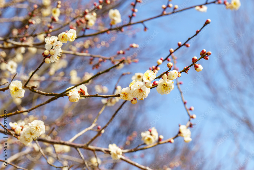 梅の花 梅の花