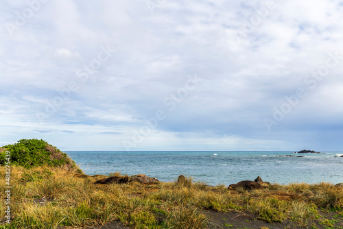 Seals sleeping on Cape Palliser coast  New Zealand