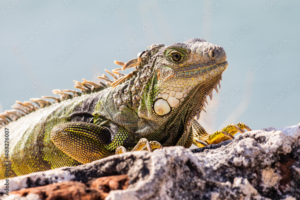 Fototapeta premium iguana in the island