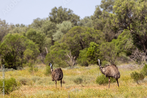 Emu's walking in lush growth after recent rainfall at Gundabooka National Park, New South Wales AUstralia
