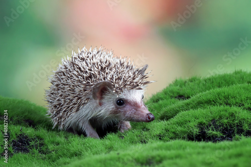 Cute baby hedgehog closeup on grass Baby hedgehog playing on grass, Baby hedgehog closeup 