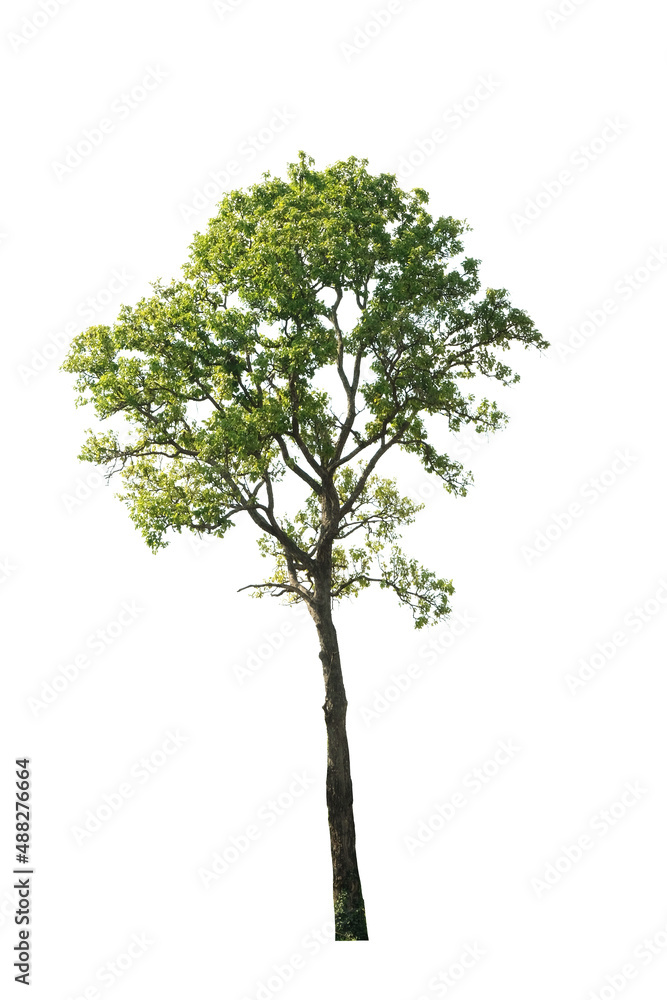 Fototapeta premium green tree side view isolated on white background for landscape and architecture layout drawing, elements for environment and garden