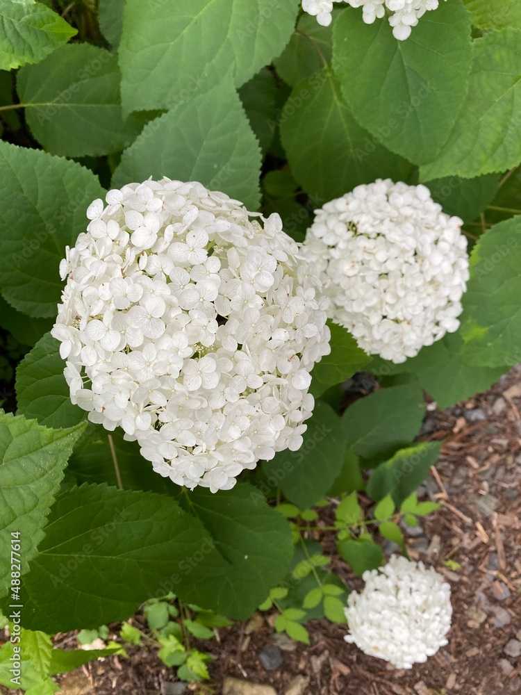 white flowers in a garden white flowers in a garden