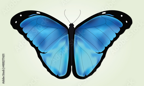 Morpho azul americana