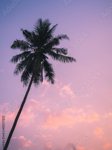 Isolated tall coconut palm tree against colorful sunset sky background of tropical island. Koh Mak Island, Trat, Thailand. Minimal summer vibe.