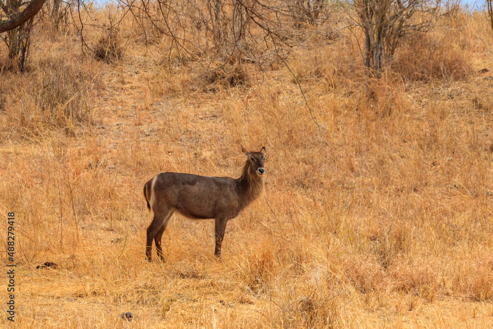 Female waterbuck (Kobus ellipsiprymnus) in Tarangire National Park, Tanzania Female waterbuck (Kobus ellipsiprymnus) in Tarangire National Park, Tanzania