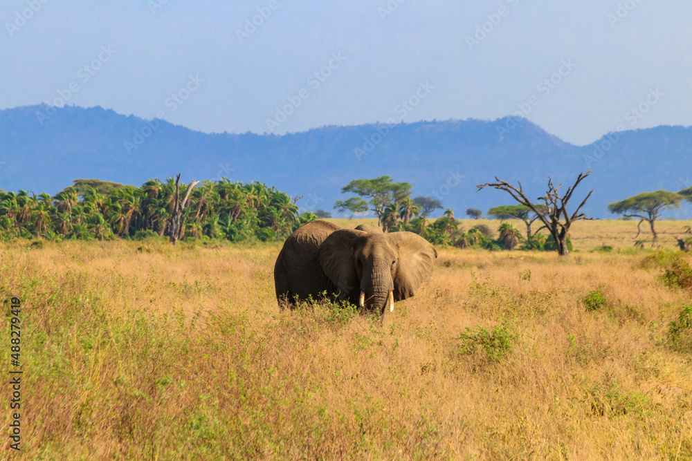 African elephant in savanna in Serengeti National park in Tanzania African elephant in savanna in Serengeti National park in Tanzania