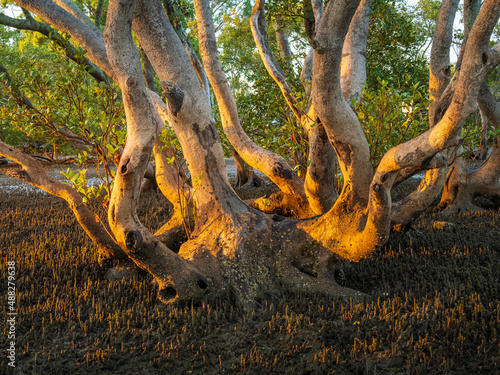 Mangrove Tree in Morning Light