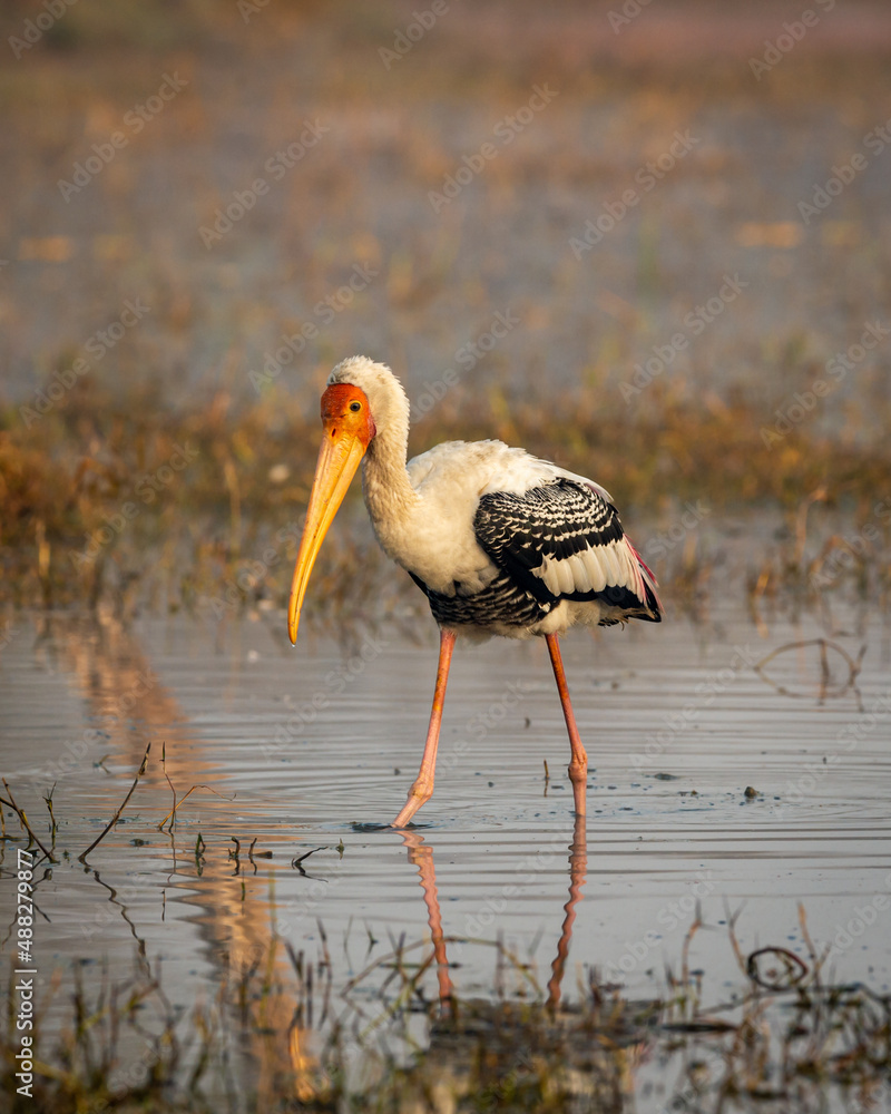 Fototapeta premium painted storks or Mycteria leucocephala adult bird portrait in golden hour winter morning sunrise light at keoladeo national park or bharatpur bird sanctuary rajasthan india