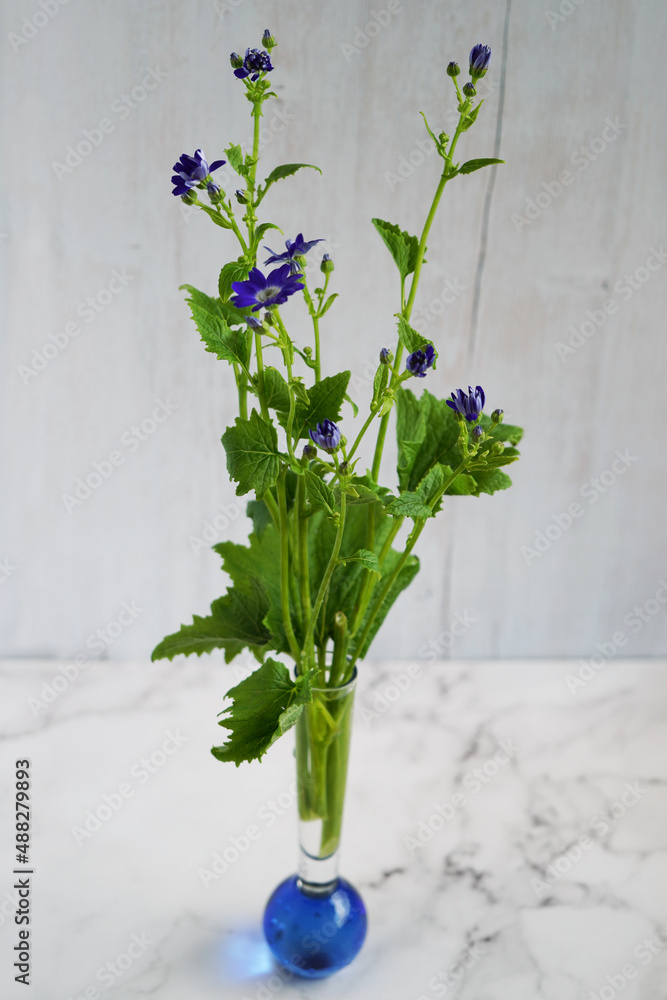ガラスの花瓶に生けられたハーブ Stock Photo Adobe Stock
