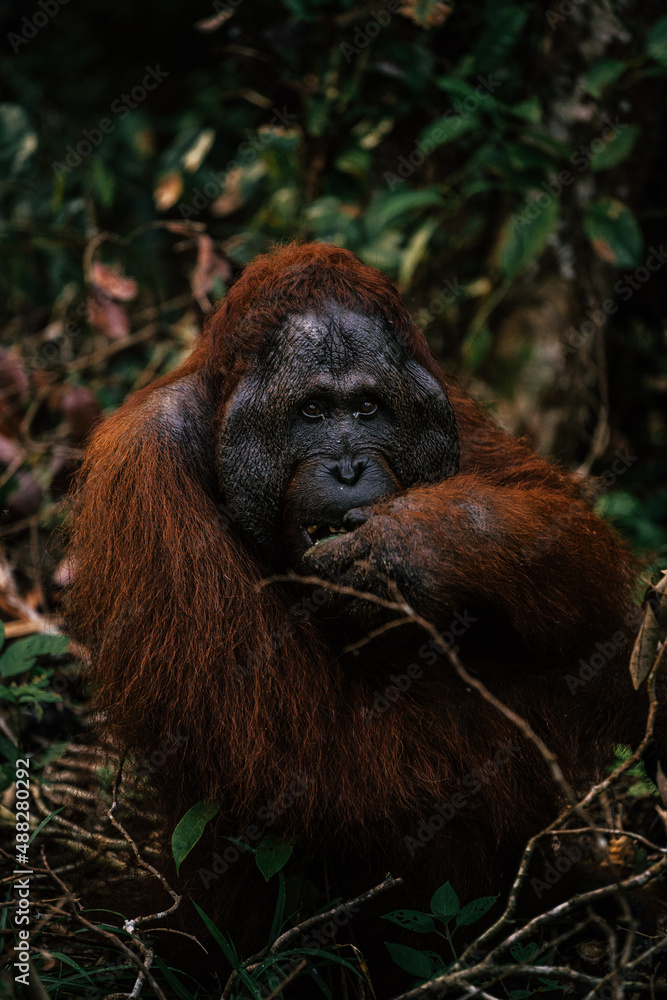 Orangutang feeding on bananas in tanjung puting national park , Borneo Orangutang feeding on bananas in tanjung puting national park , Borneo