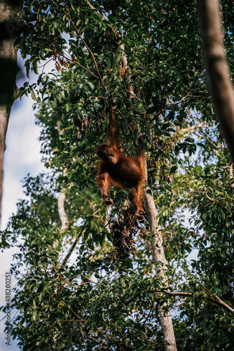 happy orangutang playing with us up a tree with just one hand, tanjung puting national park, borneo
