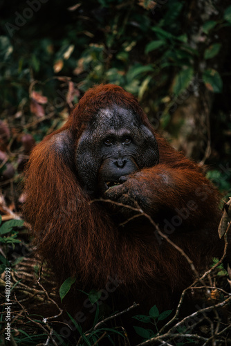 Orangutang feeding on bananas in tanjung puting national park , Borneo