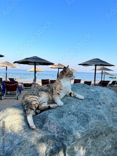 Canvas Print cat on the beach