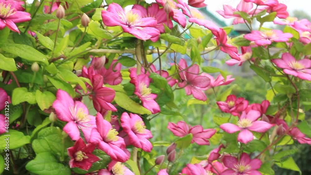 pink clematis flowers sway in the summer wind pink clematis flowers sway in the summer wind